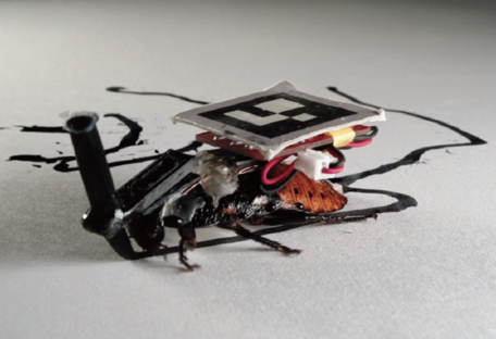Тараканы станут друзьями: японские ученые сделали насекомых управляемыми - фото
