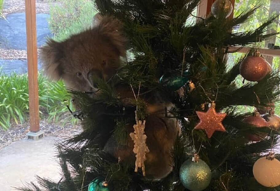 Неожиданный подарок - в дом австралийской семьи забралась настоящая коала  - видео - фото 1