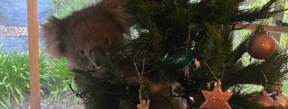 Гість, що спокусився ялинкою: в будинок австралійської сім'ї забралася справжня коала - відео