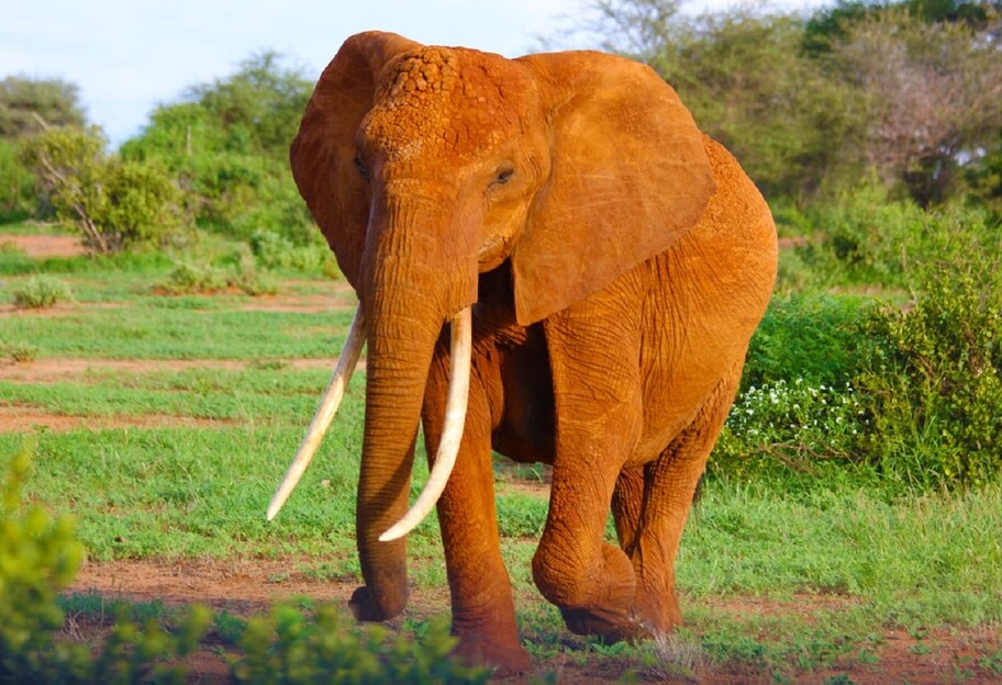 Продают 170 диких слонов - неожиданный аукцион в Намибии  - фото 1