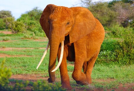 Живий лот: Намібія вирішила виставити на аукціон диких слонів