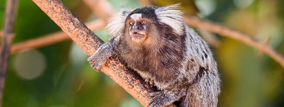 Людський ген пересадили мавпам і отримали несподіваний ефект: сенсаційне відкриття - фото