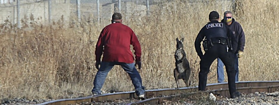 Кенгуру-втікач: в США провели незвичайну рятувальну операцію - відео