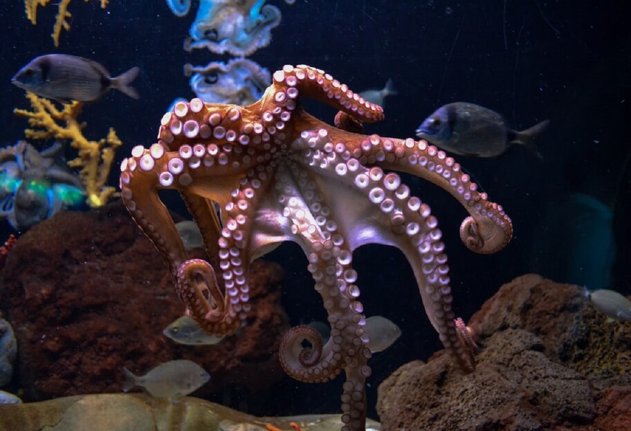 Гибкость осьминогов - исследование со щупальцами  - фото 1