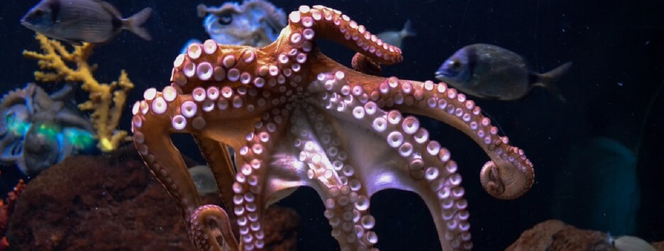 Вершина природного «інженерії»: біологи провели дослідження щупалець восьминогів