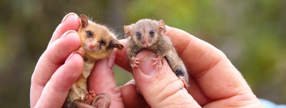 Пережившие «огненный апокалипсис»: в Австралии нашли животных, которым грозило вымирание - фото