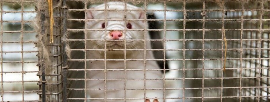 Коронакризис продолжает создавать проблемы: Европа столкнулась с новой угрозой