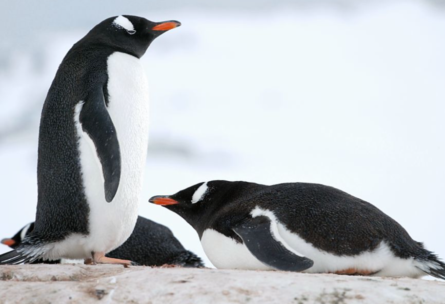 Кліматична криза - пінгвіни змінили свої ареали гніздування через глобальне потепління - фото 1