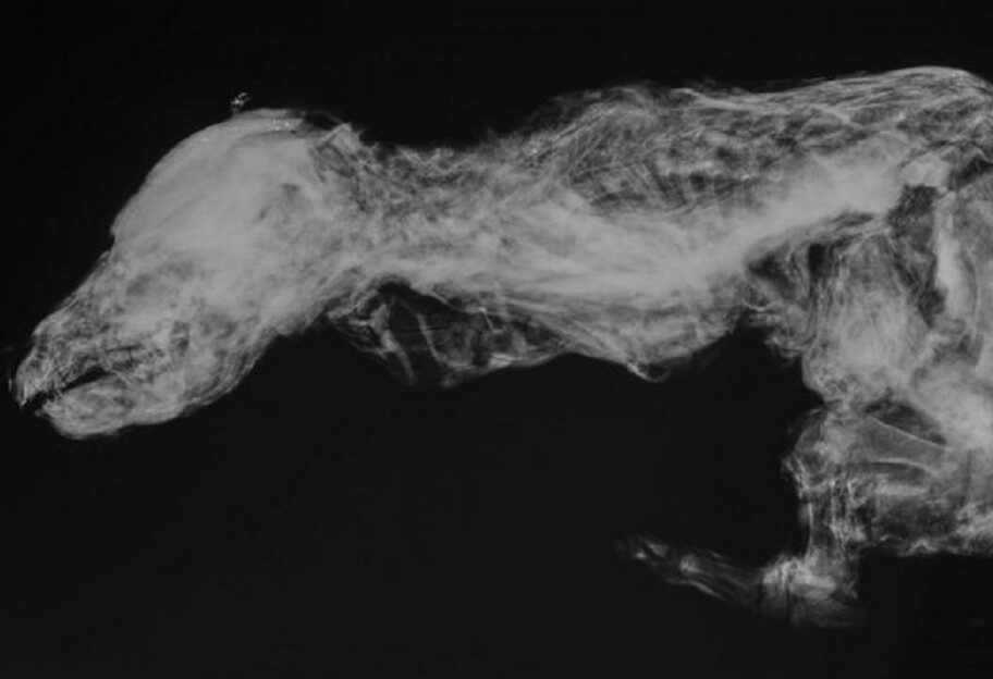 История Ледникового периода - нашли необычную мумию животного возрастом свыше 50 тысяч лет - фото, видео - фото 1