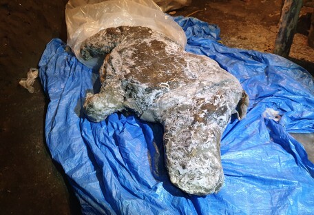 «Гість» з вічної мерзлоти: знайдена мумія носорога, що жив 20-50 тисяч років тому - відео