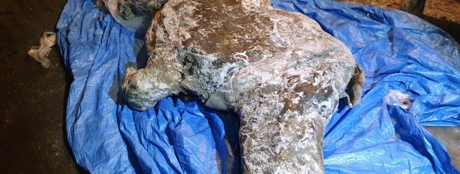 «Гість» з вічної мерзлоти: знайдена мумія носорога, що жив 20-50 тисяч років тому - відео