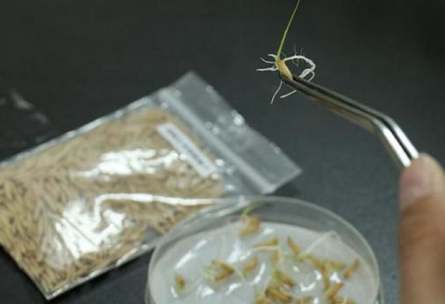 Рис з Місяця - на Землі в лабораторії проросли насіння, побувавши в космосі - фото 1