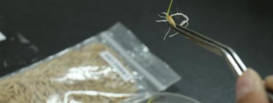 «Місячне насіння» на Землі: в лабораторії проріс «космічний» рис