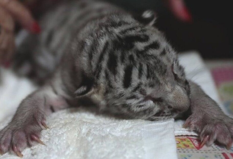 Редкий вид тигра - в Никарагуа родился белый бенгальский тигренок - видео - фото 1