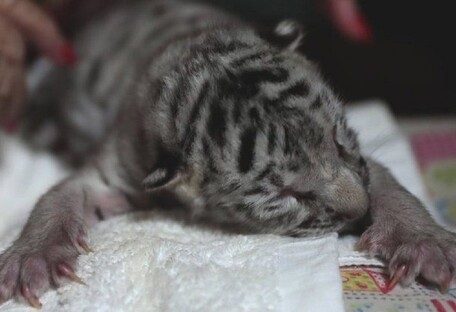 Чудо в зоопарку: народився рідкісний білий бенгальський тигр - відео 