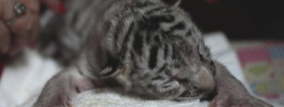 Чудо в зоопарку: народився рідкісний білий бенгальський тигр - відео 