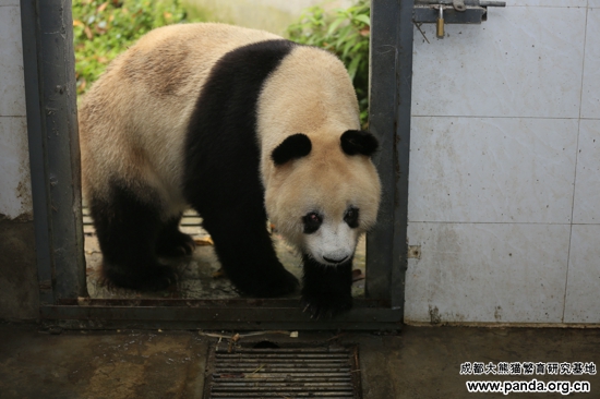 Фото научно-исследовательской базы по выращиванию больших панд в Чэнду