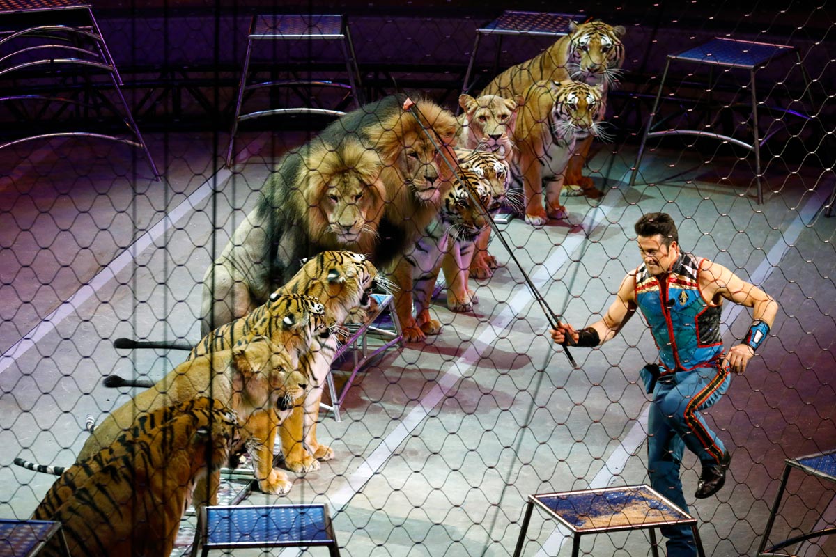 Цирковое представление с участием диких животных