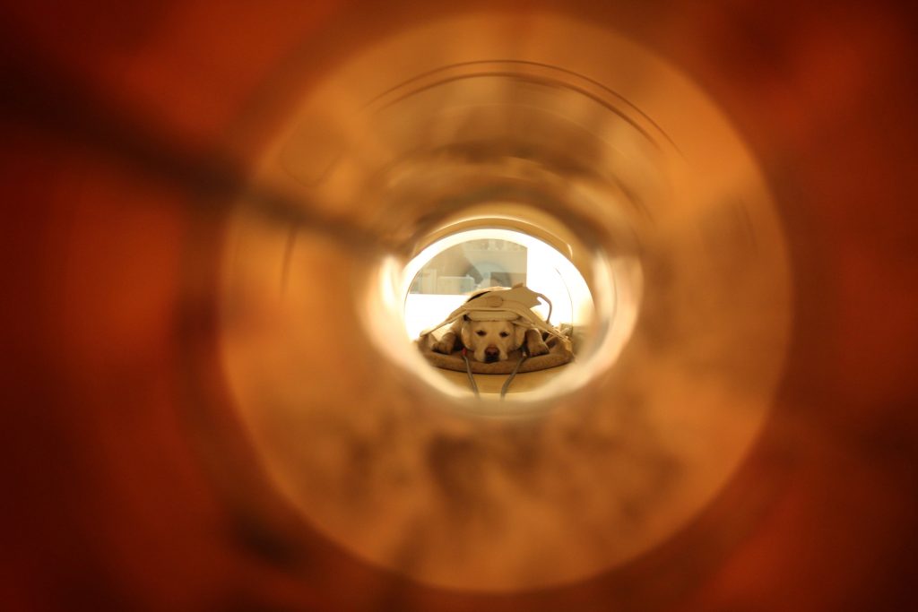Собака в магнитно-резонансном томографе. Фото: Enik Kubinyi
