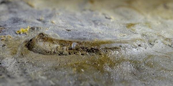 Изображение глаза окаменелости трилобита вида Schmidtiellus reetae / Фото: Геннадий Баранов